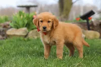Rusty, a male Golden Retriever for sale in Holmesville, OH – Photo 5 of 7