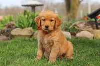 Rusty, a male Golden Retriever for sale in Holmesville, OH – Photo 3 of 7