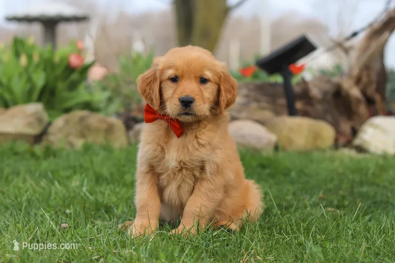 Rusty – Golden Retriever puppy for sale in Holmesville, OH