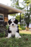 Chloe, a female Miniature Bernedoodle for sale in Holmesville, OH – 3 of 10