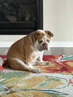 Willow, a female English Bulldog for sale in Colorado Springs, CO – Photo 7 of 10