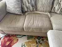 Willow, a female English Bulldog for sale in Colorado Springs, CO – Photo 10 of 10