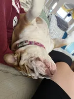 Willow, a female English Bulldog for sale in Colorado Springs, CO – Photo 8 of 10