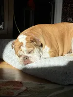 Willow, a female English Bulldog for sale in Colorado Springs, CO – Photo 4 of 10