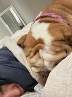 Willow, a female English Bulldog for sale in Colorado Springs, CO – Photo 2 of 10