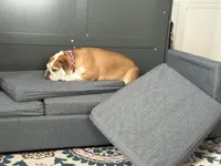 Willow, a female English Bulldog for sale in Colorado Springs, CO – Photo 5 of 10