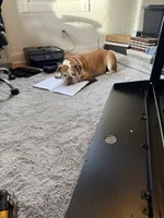 Willow, a female English Bulldog for sale in Colorado Springs, CO – Photo 9 of 10