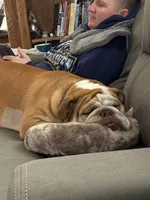 Willow, a female English Bulldog for sale in Colorado Springs, CO – Photo 3 of 10