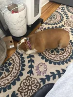 Willow, a female English Bulldog for sale in Colorado Springs, CO – Photo 6 of 10