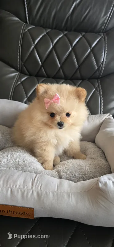 Baby Girl, a female Pomeranian for sale in Tucson, AZ – 1 of 9