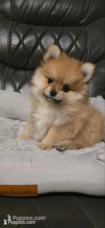 Baby Boy #1 – Pomeranian puppy for sale in Tucson, AZ