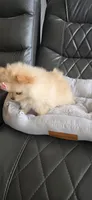 Baby Girl, a female Pomeranian for sale in Tucson, AZ – 3 of 9