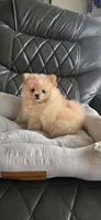 Baby Girl, a female Pomeranian for sale in Tucson, AZ – 7 of 9