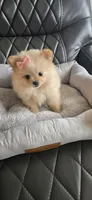 Baby Girl, a female Pomeranian for sale in Tucson, AZ – 4 of 9
