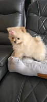 Baby Girl, a female Pomeranian for sale in Tucson, AZ – 2 of 9