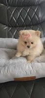 Baby Girl, a female Pomeranian for sale in Tucson, AZ – 5 of 9