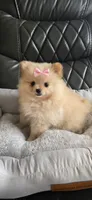 Baby Girl, a female Pomeranian for sale in Tucson, AZ – 6 of 9
