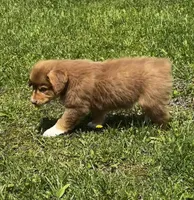 Scarlett, a female Australian Shepherd for sale in Wright City, MO – Photo 8 of 8