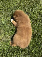 Scarlett, a female Australian Shepherd for sale in Wright City, MO – Photo 6 of 8