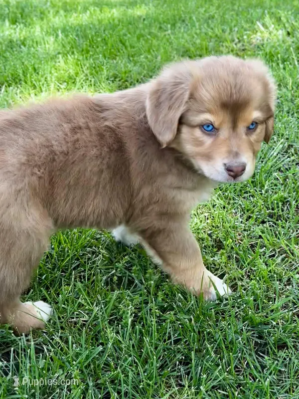 Scarlett – Australian Shepherd puppy for sale in Wright City, MO