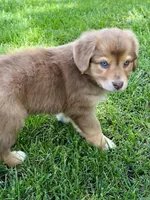 Scarlett, a female Australian Shepherd for sale in Wright City, MO – Photo 1 of 8