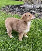 Scarlett, a female Australian Shepherd for sale in Wright City, MO – Photo 3 of 8