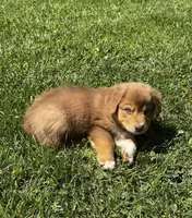 Scarlett, a female Australian Shepherd for sale in Wright City, MO – Photo 5 of 8