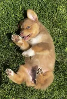 Scarlett, a female Australian Shepherd for sale in Wright City, MO – Photo 4 of 8