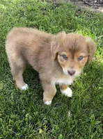 Scarlett, a female Australian Shepherd for sale in Wright City, MO – Photo 2 of 8