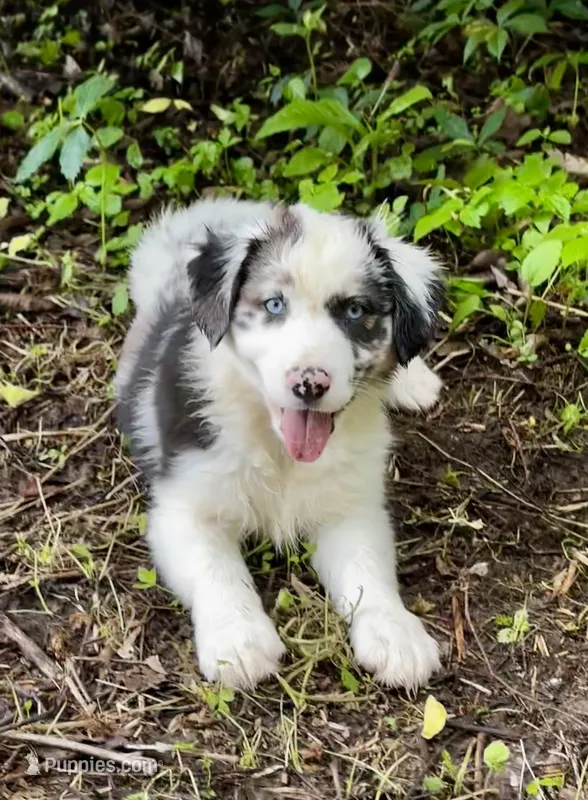 Molly – Australian Shepherd puppy for sale in Wright City, MO