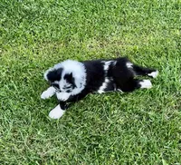 Panda , a male Australian Shepherd for sale in Wright City, MO – Photo 3 of 9
