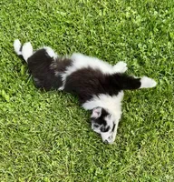 Panda , a male Australian Shepherd for sale in Wright City, MO – Photo 8 of 9