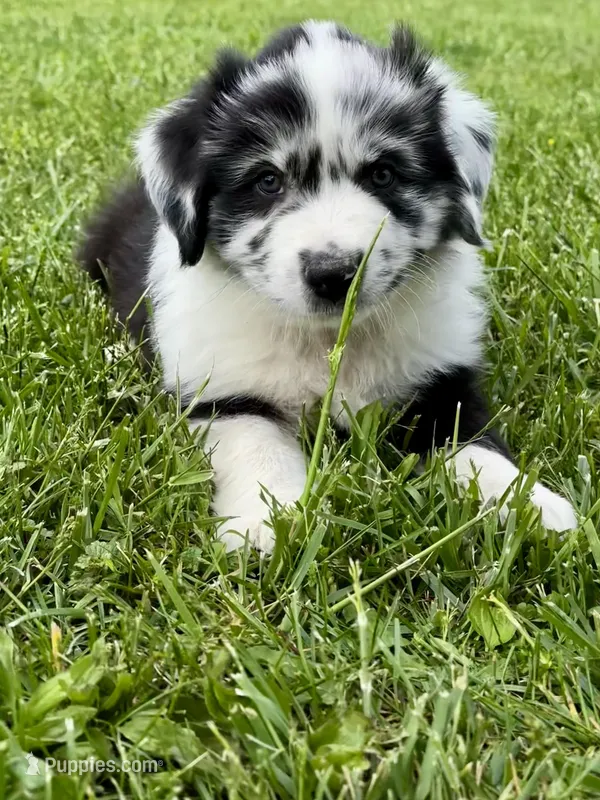 Panda  – Australian Shepherd puppy for sale in Wright City, MO