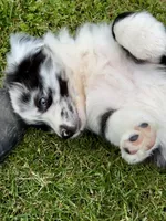 Panda , a male Australian Shepherd for sale in Wright City, MO – Photo 5 of 9