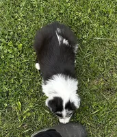 Panda , a male Australian Shepherd for sale in Wright City, MO – Photo 6 of 9
