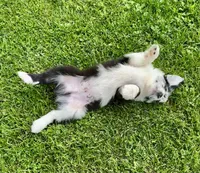 Panda , a male Australian Shepherd for sale in Wright City, MO – Photo 7 of 9