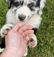 Panda , a male Australian Shepherd for sale in Wright City, MO – Photo 4 of 9