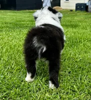 Panda , a male Australian Shepherd for sale in Wright City, MO – Photo 9 of 9