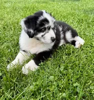 Panda , a male Australian Shepherd for sale in Wright City, MO – Photo 2 of 9