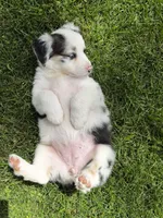 Molly, a female Australian Shepherd for sale in Wright City, MO – Photo 7 of 9