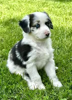 Molly, a female Australian Shepherd for sale in Wright City, MO – Photo 8 of 9