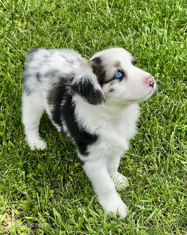 Molly – Australian Shepherd puppy for sale in Wright City, MO