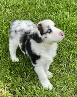 Molly, a female Australian Shepherd for sale in Wright City, MO – Photo 1 of 9