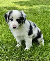 Molly, a female Australian Shepherd for sale in Wright City, MO – Photo 4 of 9