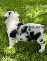 Molly, a female Australian Shepherd for sale in Wright City, MO – Photo 3 of 9