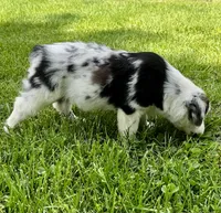 Molly, a female Australian Shepherd for sale in Wright City, MO – Photo 5 of 9