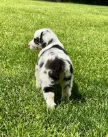 Molly, a female Australian Shepherd for sale in Wright City, MO – Photo 2 of 9