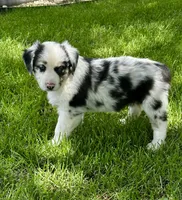 Molly, a female Australian Shepherd for sale in Wright City, MO – Photo 9 of 9