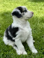 Molly, a female Australian Shepherd for sale in Wright City, MO – Photo 6 of 9