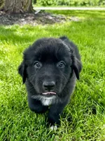 Tux, a male Australian Shepherd for sale in Wright City, MO – Photo 8 of 9